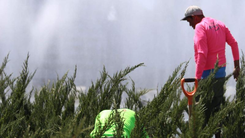 La Minerva Aurelio Magaña 18 03 26